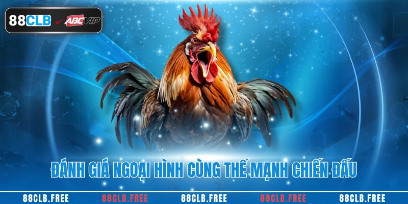 Gà Tử Mỵ – Siêu Huyền Thoại Trong Làng Đá Gà Việt Nam 3 Đánh giá ngoại hình cùng thế mạnh chiến đấu