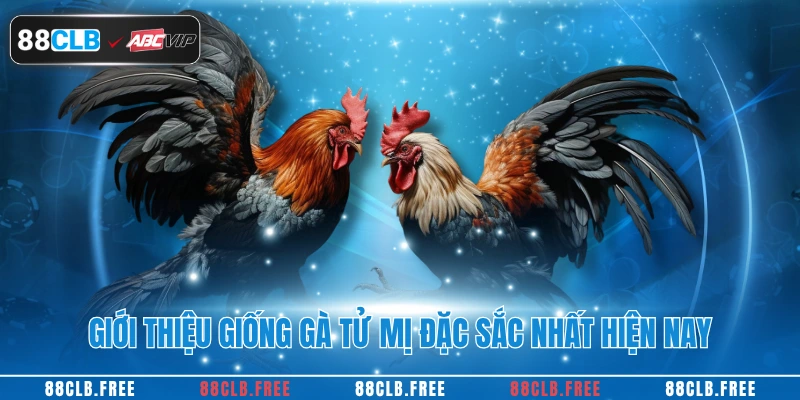 Gà Tử Mỵ – Siêu Huyền Thoại Trong Làng Đá Gà Việt Nam 2 Giới thiệu giống gà tử mỵ đặc sắc nhất hiện nay