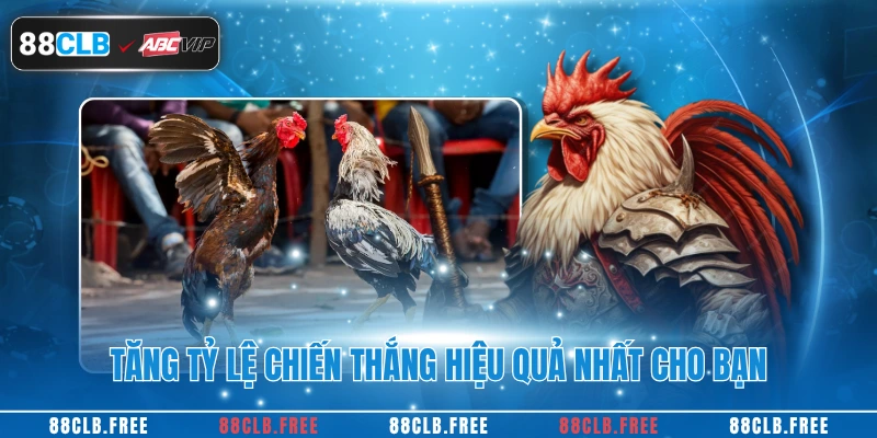 Đá Gà Trực Tiếp Cùng Trải Nghiệm Kịch Tính Tại 88CLB 3 Tăng tỷ lệ chiến thắng hiệu quả nhất cho bạn