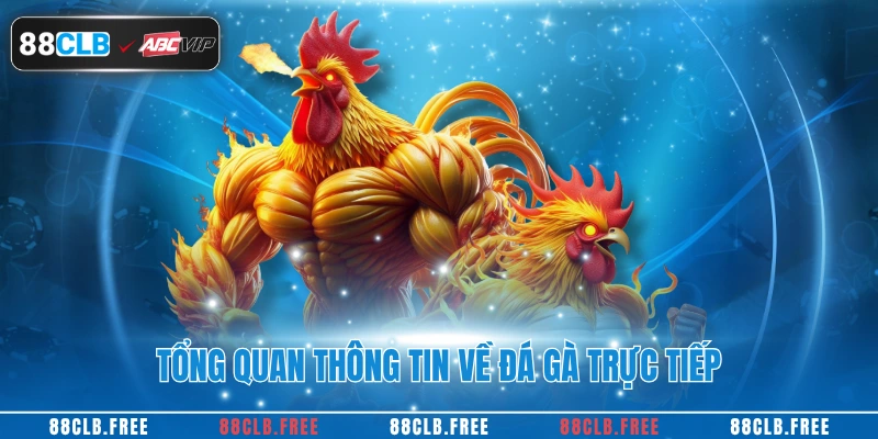 Đá Gà Trực Tiếp Cùng Trải Nghiệm Kịch Tính Tại 88CLB 2 Tổng quan thông tin về đá gà trực tiếp